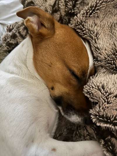 Jack Russel-Beitrag-Bild