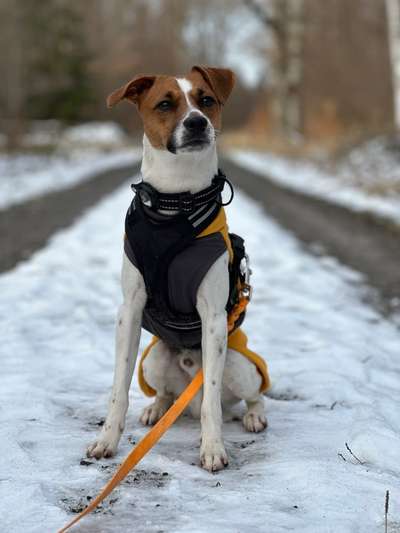 Jack Russel-Beitrag-Bild