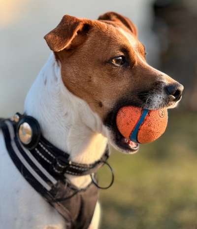 Jack Russel-Beitrag-Bild