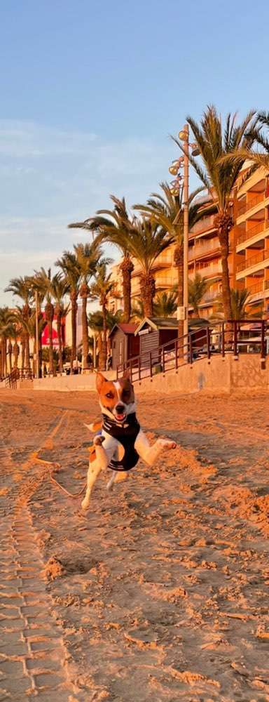 Jack Russel-Beitrag-Bild