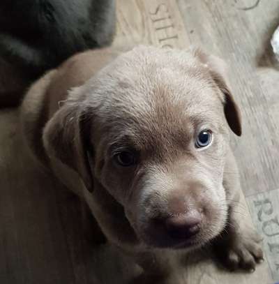 Dogorama Photo Challenge - Hundeblick zum hinschmelzen-Beitrag-Bild