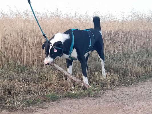 Herdenschutzhunde-Beitrag-Bild