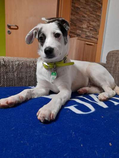 Mischlingshunde Foto Aufruf-Beitrag-Bild