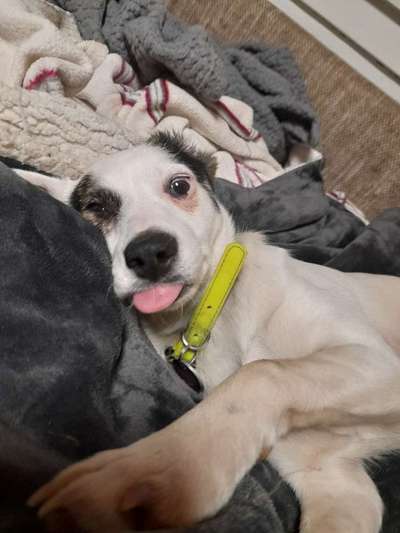 Zeigt mir die tollste Nahaufnahme von eurer Fellnase-Beitrag-Bild