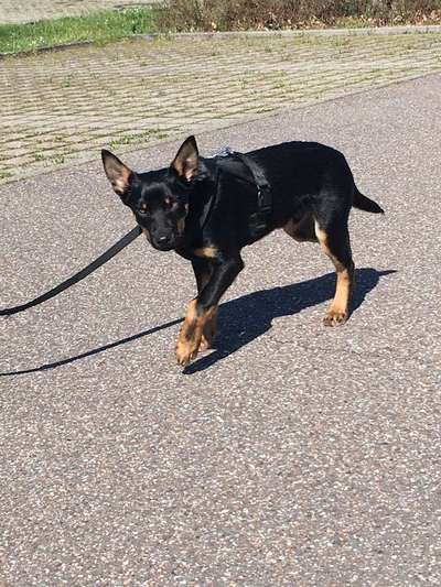 Welpen Bilder !-Beitrag-Bild