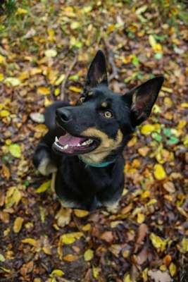 Hundetreffen-Auspowern und Üben-Bild