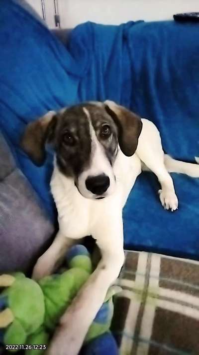 Dogorama Photo Challenge - Portrait-Beitrag-Bild