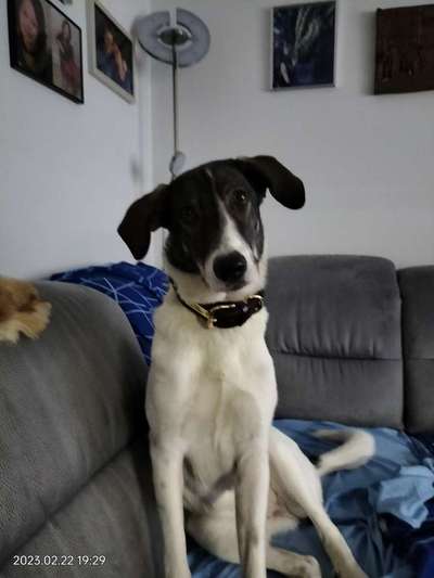 Auslandstierschutz-Beitrag-Bild