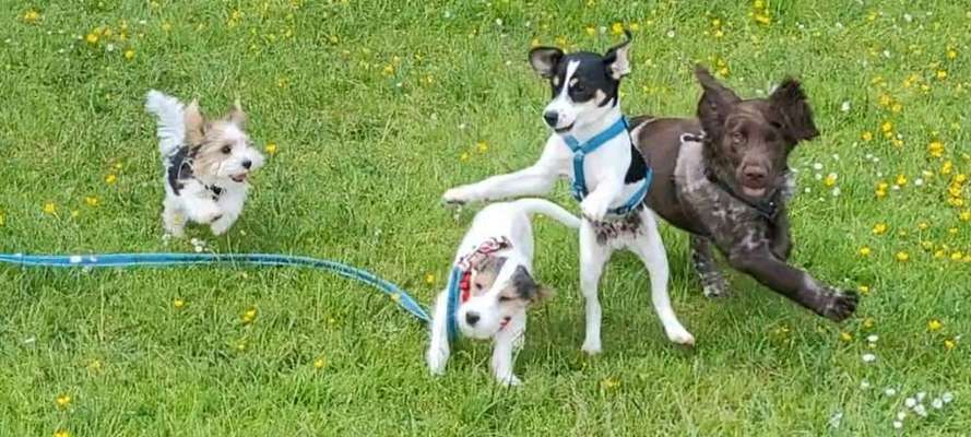 Hundetreffen-Kumpel gesucht / Social Walk-Bild