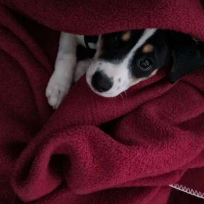 Dansky (Dansk-Svensk Gårdshund)-Beitrag-Bild