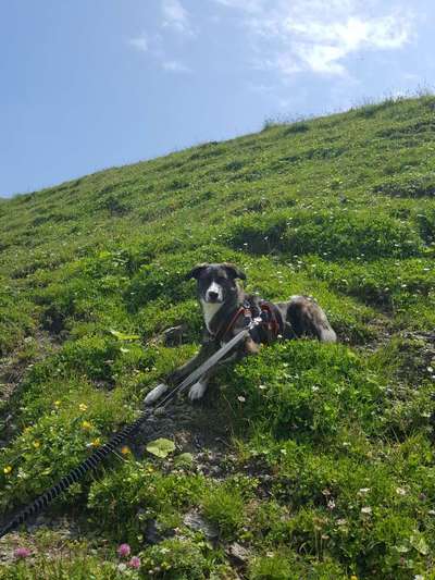 Hund und Natur-Beitrag-Bild