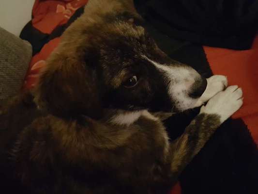 Welpen Bilder !-Beitrag-Bild