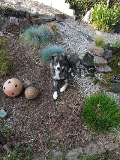 Hund und Natur-Beitrag-Bild