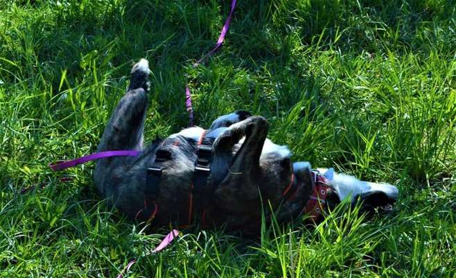 Die Dogorama Monats Challenge "Es grünt und blüht"-Beitrag-Bild