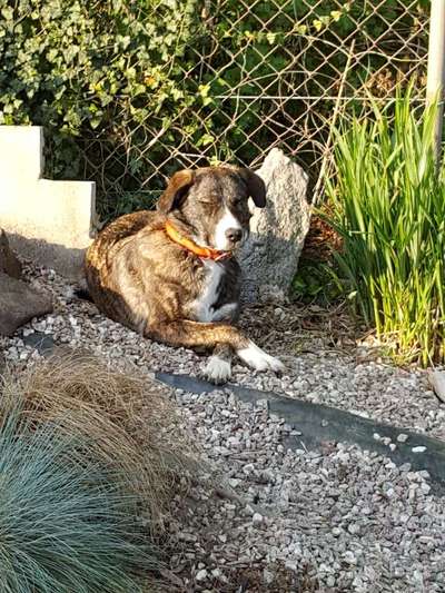 Hund und Natur-Beitrag-Bild