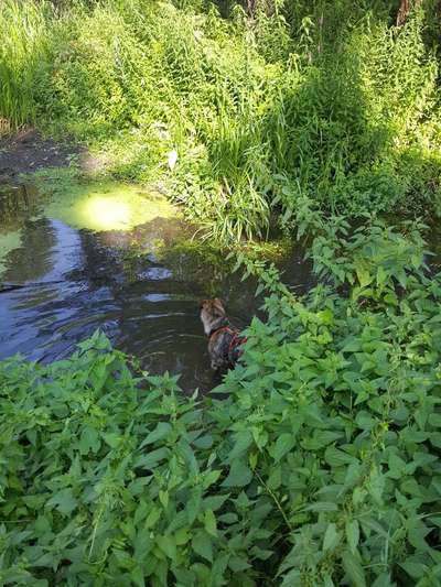 Dogorama-Monats-Challenge-Mai "Wasser"-Beitrag-Bild