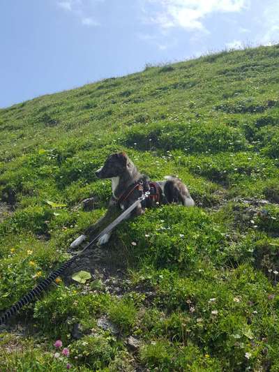 Hund und Natur-Beitrag-Bild