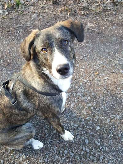 Hund und Natur-Beitrag-Bild