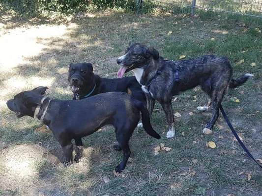 Hundeführerschein-Beitrag-Bild