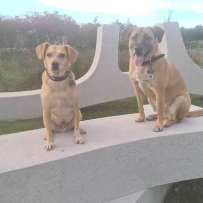 Hundetreffen-Wer hat Lust mit mir und mein beiden lieben rüden sich zu treffen-Bild