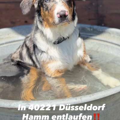 Suchmeldung-Joker-Bild