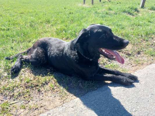 Labradorfans-Beitrag-Bild
