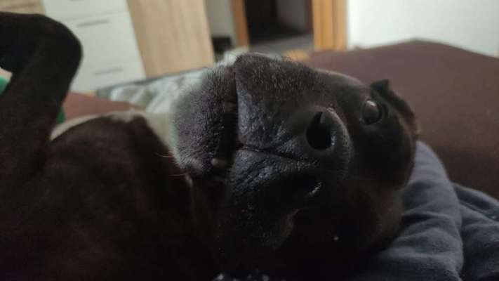 Freunde von 'Kampfhunden'-Beitrag-Bild