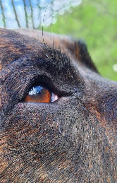 Die Augen Deines Hundes-Beitrag-Bild