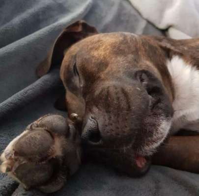 Freunde von 'Kampfhunden'-Beitrag-Bild