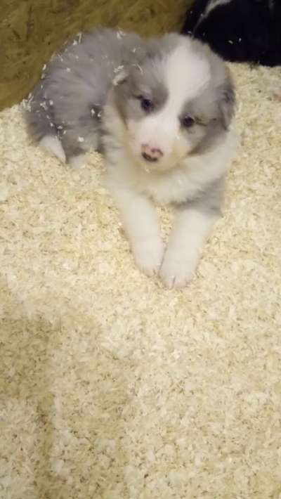 Welpen Bilder !-Beitrag-Bild