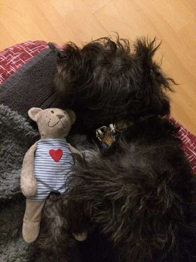 Der Lieblingsplüschi eures Vierbeiners-Beitrag-Bild