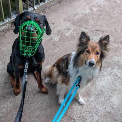 Hundetreffen-Gemeinsame Spaziergänge, geordneter Freilauf, Training und wenns passt spielen-Bild