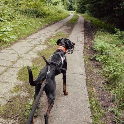 Hundetreffen-Camp Canis Team und Trainingspartner Suche-Bild