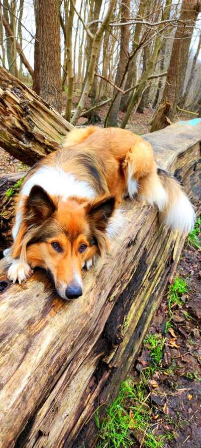 Welche Hunderasse-Beitrag-Bild