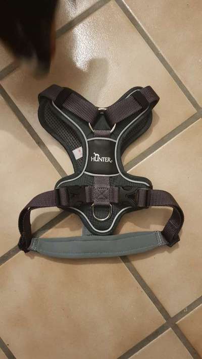 Hund an Halsband und Geschirr gewöhnen-Beitrag-Bild