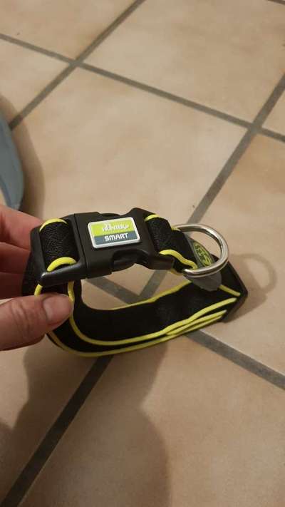 Hund an Halsband und Geschirr gewöhnen-Beitrag-Bild