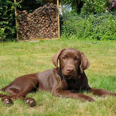 Hundetreffen-Junge Hunde 🐕 🐕-Bild