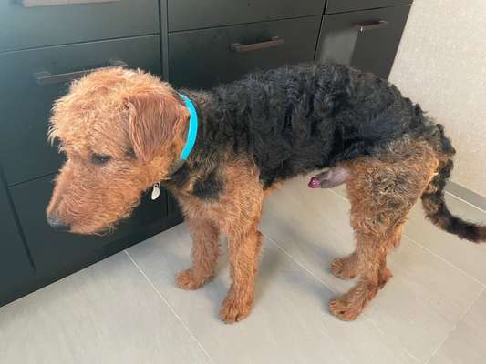 Klare Flüssigkeit aus Penis-Beitrag-Bild