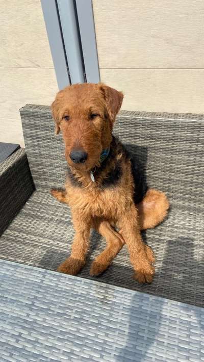Airedale Terrier-Beitrag-Bild