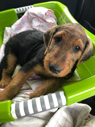 Welpen Bilder !-Beitrag-Bild