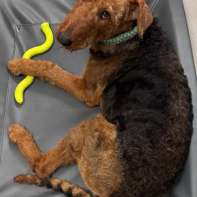 Airedale Terrier-Beitrag-Bild