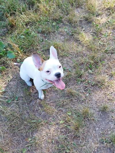 Mischlinge raten - Rätselspaß-Beitrag-Bild