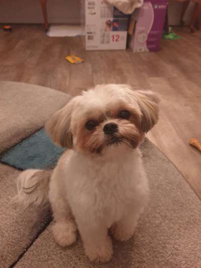 Dogorama Photo Challenge - Die besten Hundebuddys-Beitrag-Bild