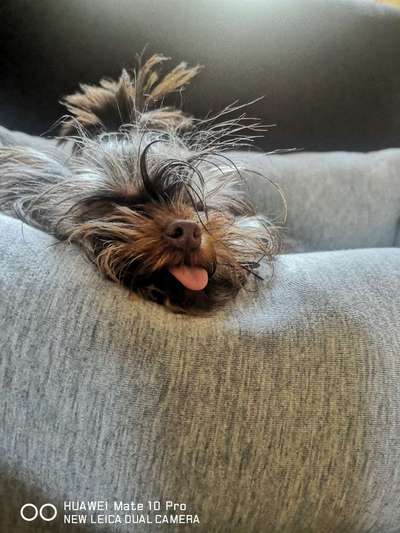 Challenge 23 : "  Euer Hund beim Frühlingserwachen "-Beitrag-Bild