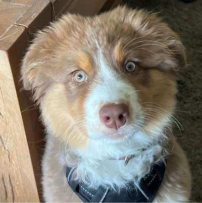 Hundetreffen-Gassirunde-Bild