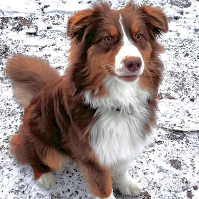 Hundetreffen-Gemeinsame Spaziergänge/ Sozial walk-Bild