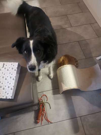 Rassen und ihre Eigenschaften-Beitrag-Bild