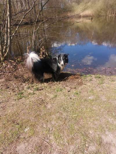 Hundetreffen-Gassigänge und Toben😉🐾-Bild