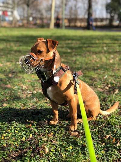 Maulkorb gegen Fressen-Beitrag-Bild