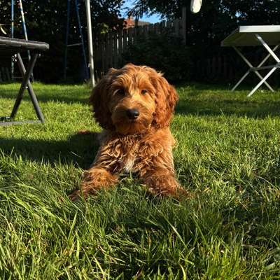 Hundetreffen-Kennlerntreffen mit Bruno-Bild